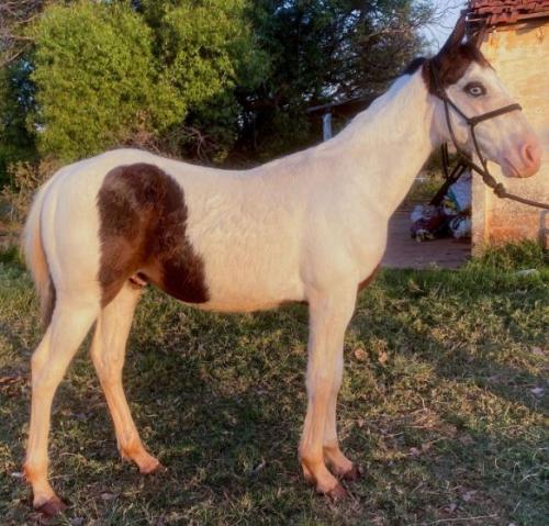 LUTZ BOY x ZIP RAINSTAR TH