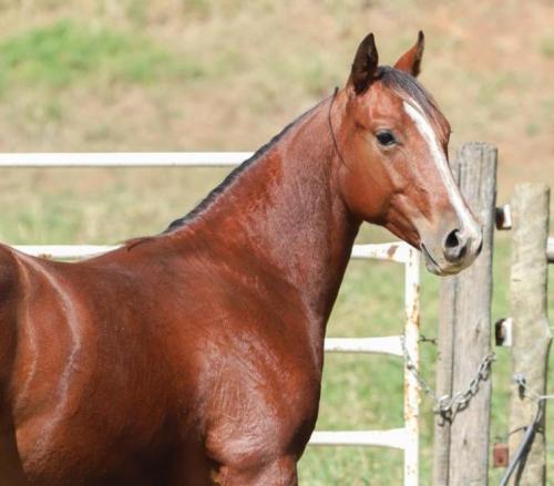 PLAYBOY BAYOU GMS (1 Cobertura)