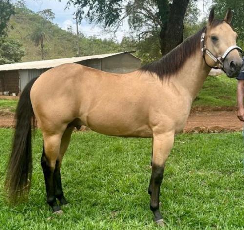 TOWMATER DUNNIT BONN