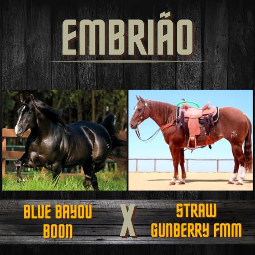 BLUE BAYOU BOON X STRAW GUNBERRY FMM (Embrião a efetivar)