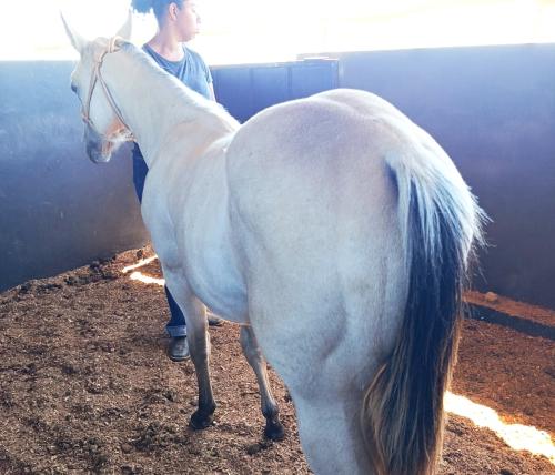 DUAL SPARK X WONDERFUL NITE CST