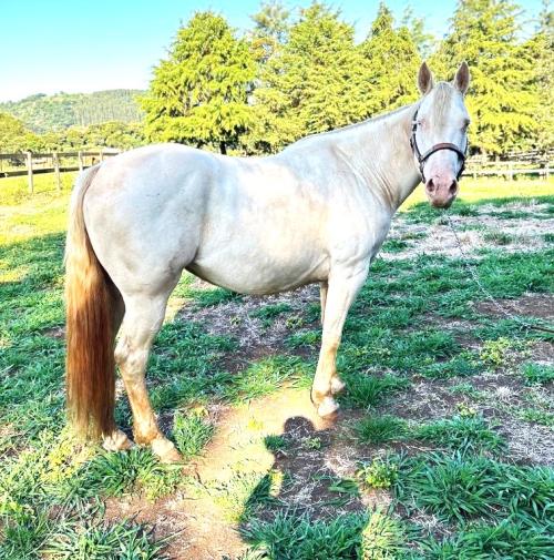 FACEIRA PLAYGIRL MAV