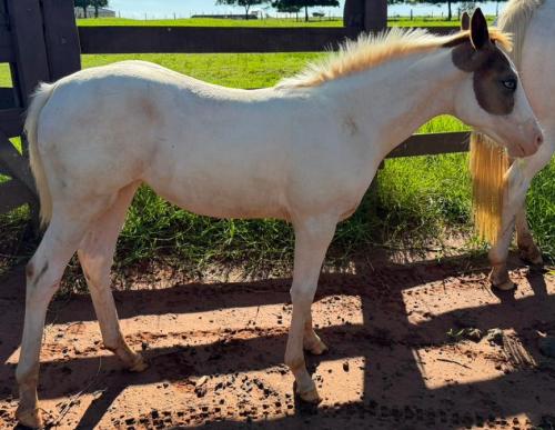 PIRULITO SHINE X BEBEL DARKTARI