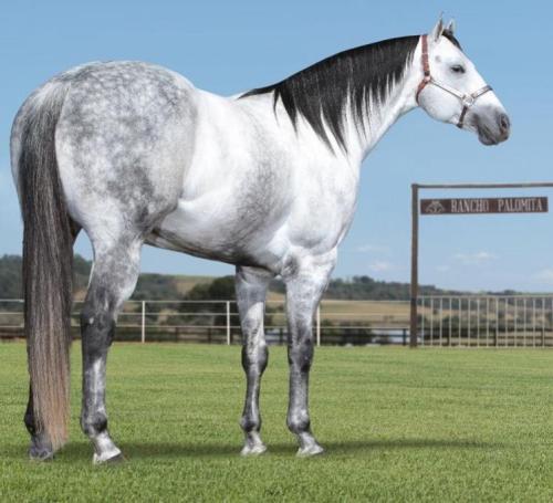 THEGODFATHER (1 Cobertura)