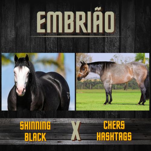 SHINNING BLACK X CHERS HASHTAGS (Embrião a efetivar)