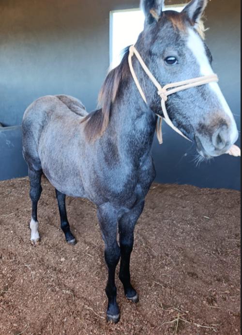 SKY FISHIN CARTEL X INNICTA FLY JAY OFV