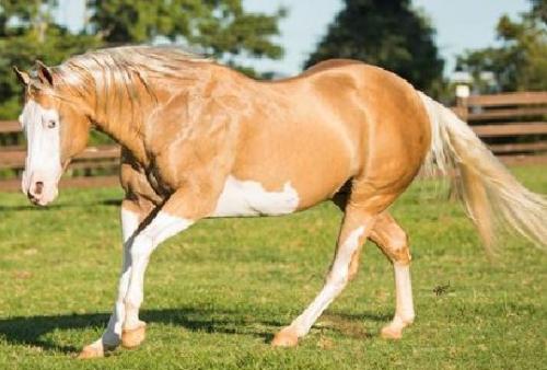 HOLLYWOOD GOLDEN GUN (1 Cobertura)