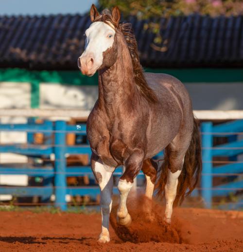 PUSS IN BOOTS TLM (1 Cobertura)