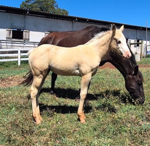 RUGER SHINING GUN X BUENA PATRON