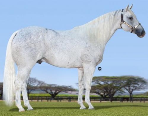 SCOTH SHADY TROUBLE (1 Cobertura)