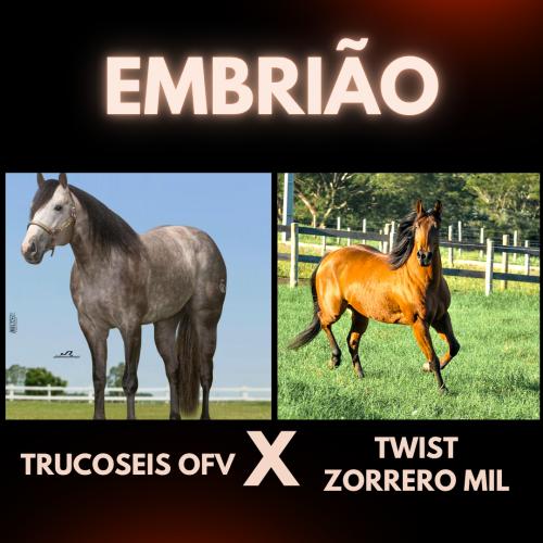 TRUCOSEIS OFV X TWIST ZORRERO MIL (Embrião a efetivar)