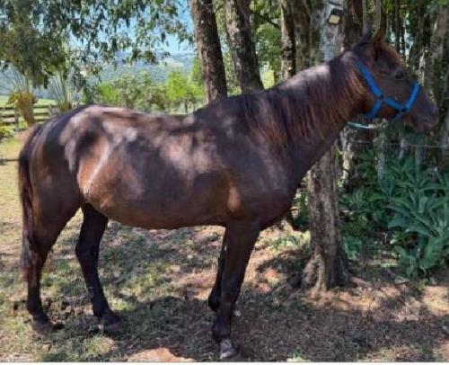 CAVALO CRIOULO DOMADO