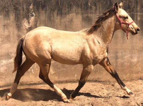 WHIZ N TAG CHEX X CINDY CHEX CIELO