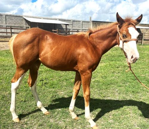 LUTZ BOY X BRUDDER INFINITY SDP