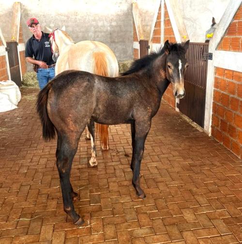 CADES TRES SEIS HRZ X UYARA ZORRERO