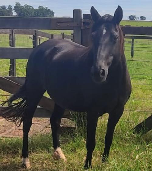 ÉGUA DE CRIA SEM PAPEL