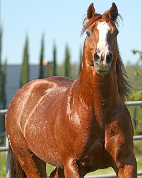 SHINERS LENA CHEX (1 Cobertura)