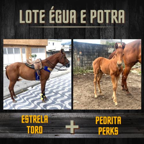 LOTE ÉGUA E POTRA