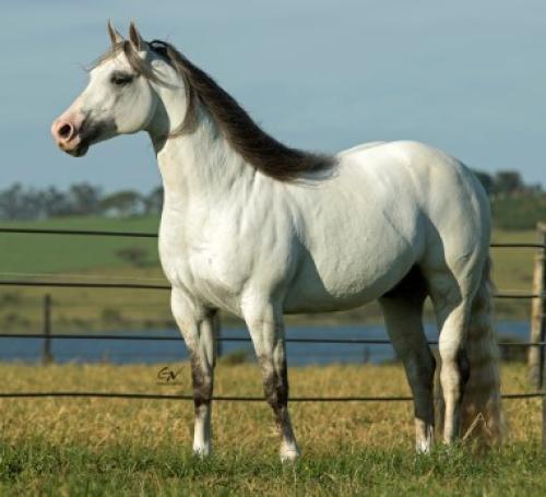 WHIZKEY N CASH (5 Coberturas)