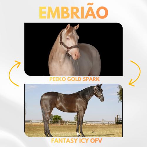 PEEKO GOLD SPARK X FANTASY ICY OFV (Embrião Efetivado)