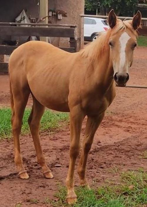 LAKHER SPARK X DOCOLEEN MOON
