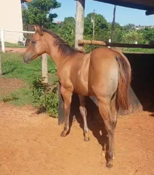 WIND GOTTA WIMPYCHIK X BABY QUINCY ZORRERO 