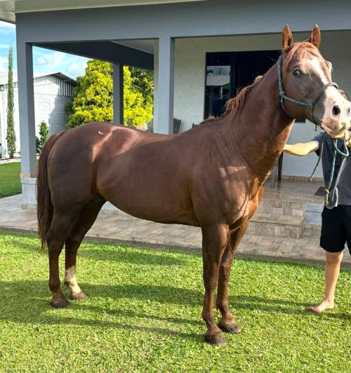 SUBLIME EASYBROW CAT