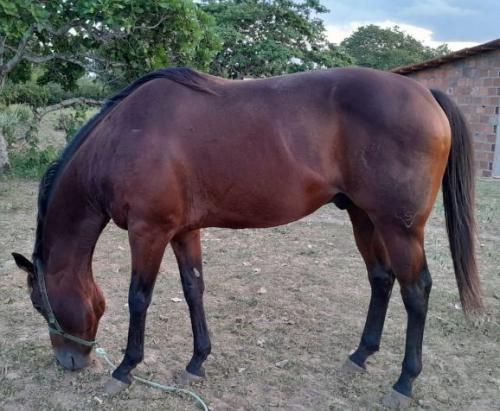 GATUNO MOUNTAIN ASL (1 Cobertura)