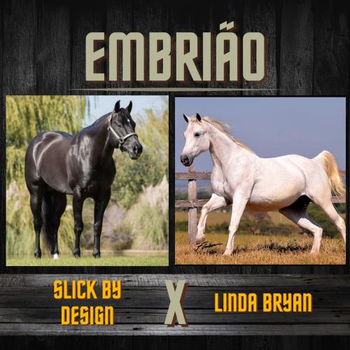 SLICK BY DESIGN X LINDA BRYAN (Embrião a efetivar)