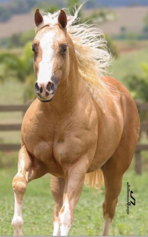 SHINERS LENA SKY (1 Cobertura)