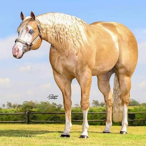 BILLION DOLLAR CHEX (1 Cobertura) 