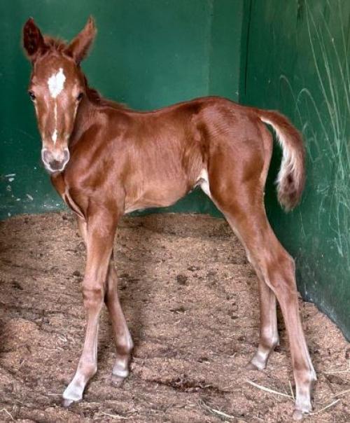 STREAKIN FAME RCH x KATIE CODY TOP EK