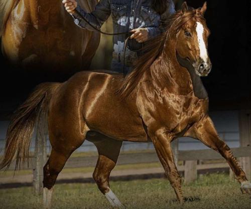 EXCLUSIV TA FAME SZ (1 Cobertura)