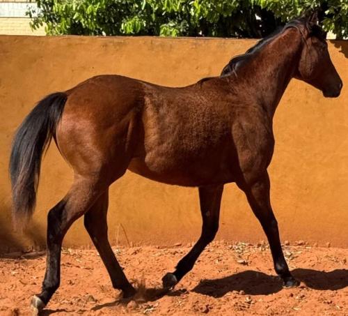 QUIXOTE JAMES OROITE