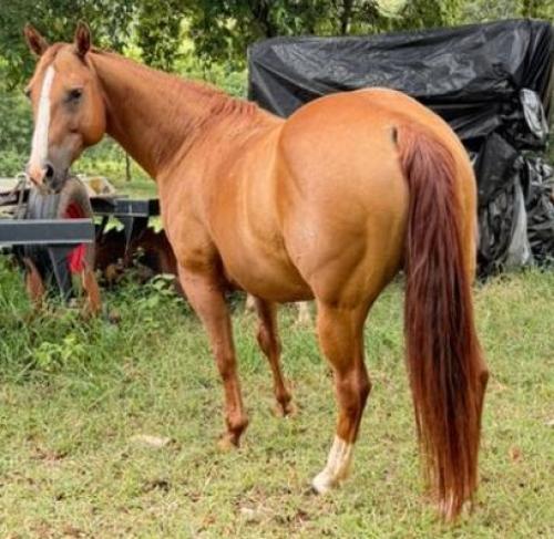 MOON FIRE BOON 4M (P+)