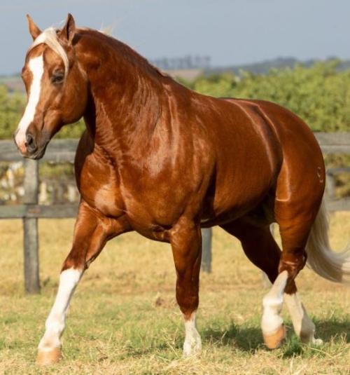 GOTTA GOLD CHAIN (1 Cobertura)