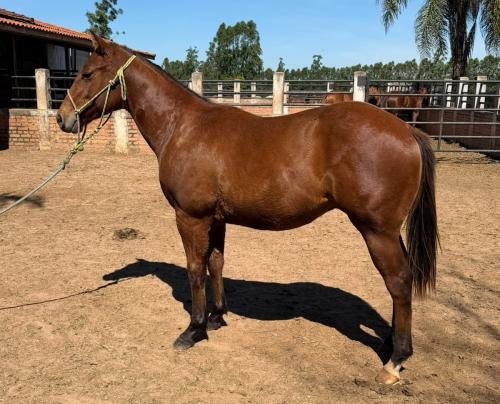 CASTANHO RED X MISS FIRST ROCK JA