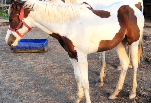 DOM INBLACK MERLINS HGM