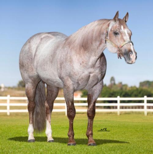 BET THIS ROANS A CAT (2 Coberturas)