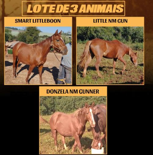 LOTE DE 3 FÊMEAS