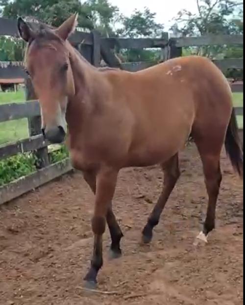 CASTANHO RED X MISS FIRST ROCK JA