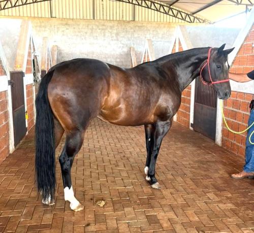 CINDY KING TIMES (P+)