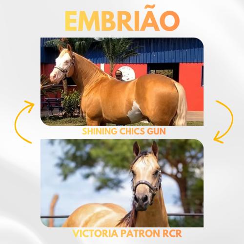 SHINING CHICS GUN X VICTORIA PATRON RCR (Embrião a efetivar)