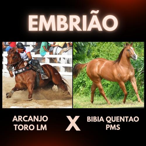 ARCANJO TORO LM X BIBIA QUENTAO PMS (Embrião a efetivar)
