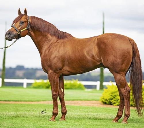 TRIGER JESS MRL (1 Cobertura)