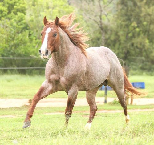 JAZZYMAN JPJ (1 Cobertura)