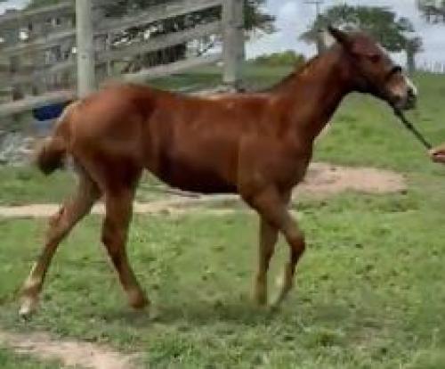 HARO REASON RMB X GILENA FOR ME RMB