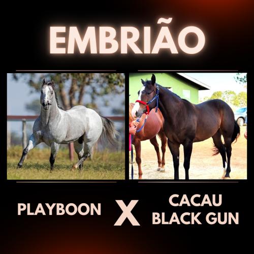 PLAYBOON X CACAU BLACK GUN (Embrião a efetivar)