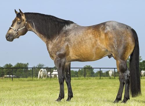 HIS STEADFAST HEART (1 Cobertura)