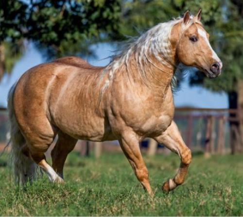 METALLIC CATALYST (2 Coberturas)